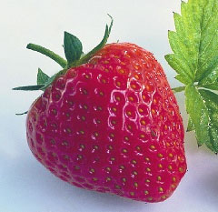 Sobre la fresa, su belleza y de como un rey se convirti&oacute; en tal plantando fresas a diestro u siniestro.