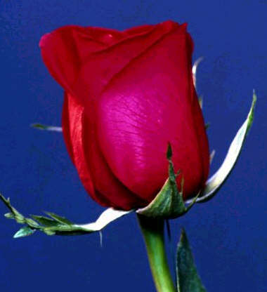 Sobre el amor y su mortalidad